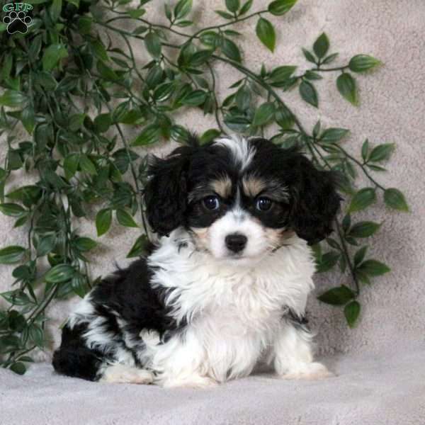 Shiloh, Cavachon Puppy