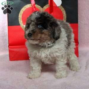 Silver, Mini Bernedoodle Puppy