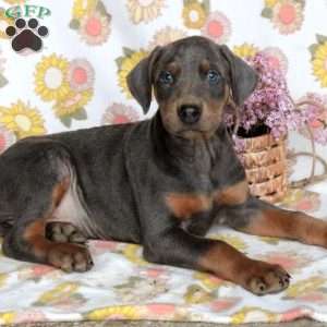 Blue doberman pinscher hot sale puppies for sale