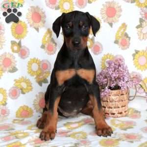 Doberman Pinscher Puppies For Sale | Greenfield Puppies