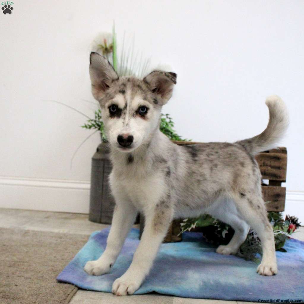 skye-pomsky-puppy-for-sale-in-pennsylvania
