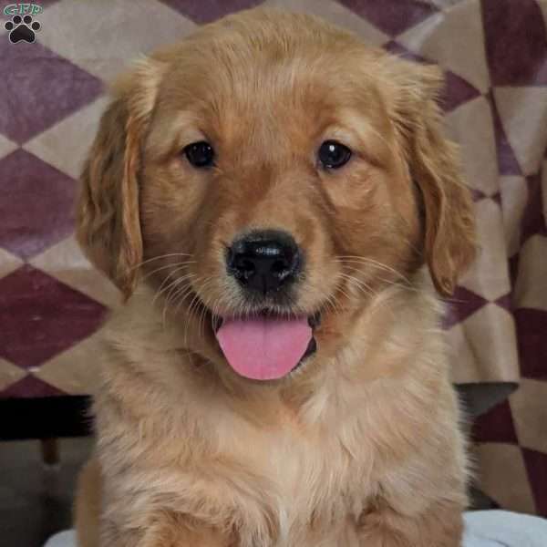 Lucy, Golden Retriever Puppy