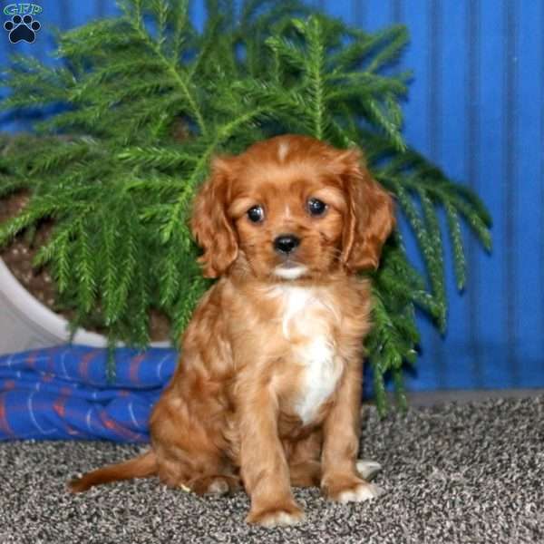 Snickers, Cavalier King Charles Spaniel Puppy