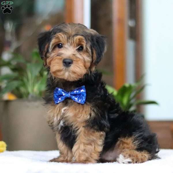 Snickers, Yorkie Poo Puppy