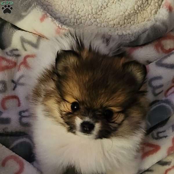 Snickers, Pomeranian Puppy