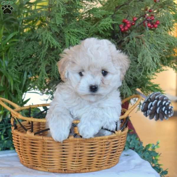 Snowball, Toy Poodle Mix Puppy