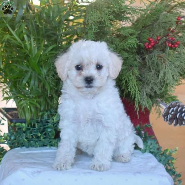 Snowflake, Toy Poodle Mix Puppy