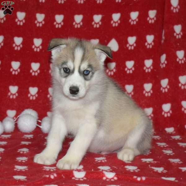 Sonny, Siberian Husky Puppy