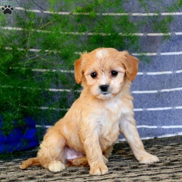 Special, Cavalier King Charles Mix Puppy