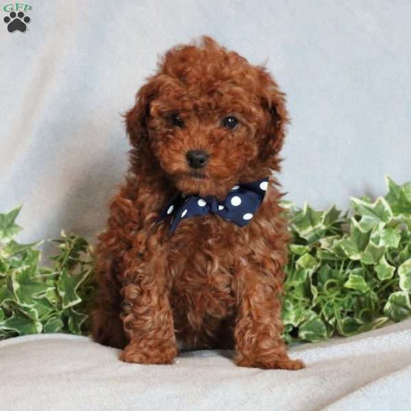 Stanley, Toy Poodle Puppy