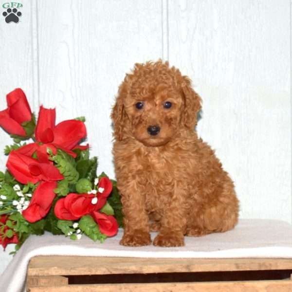 Star, Miniature Poodle Puppy