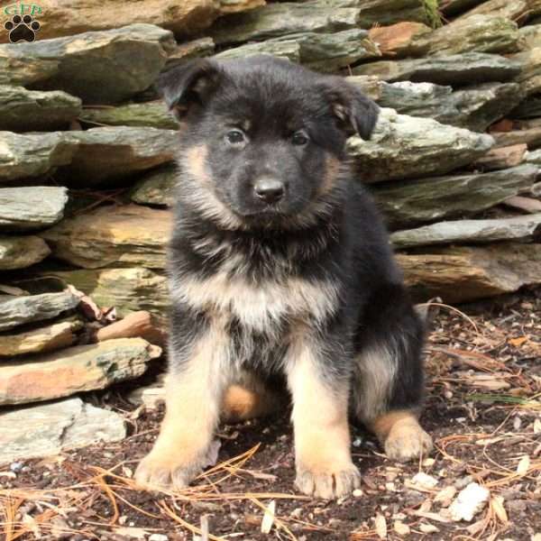 Stella, German Shepherd Puppy