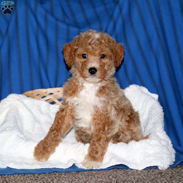 Sunny, Goldendoodle Puppy