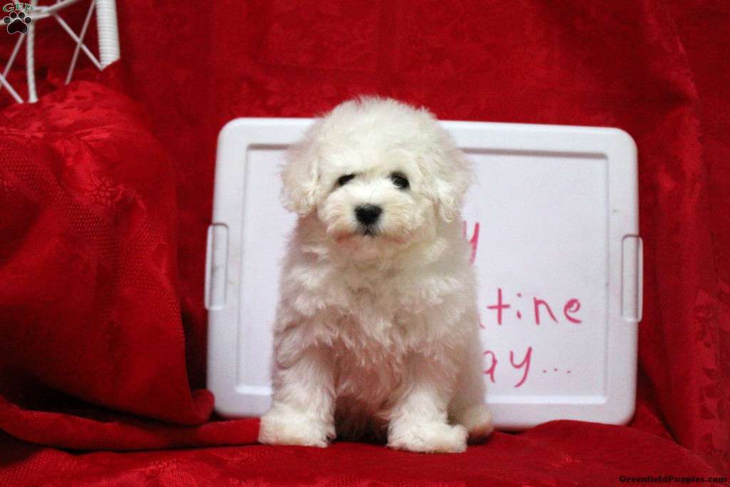 Sylvan Bichon Frise Puppy For Sale in Pennsylvania