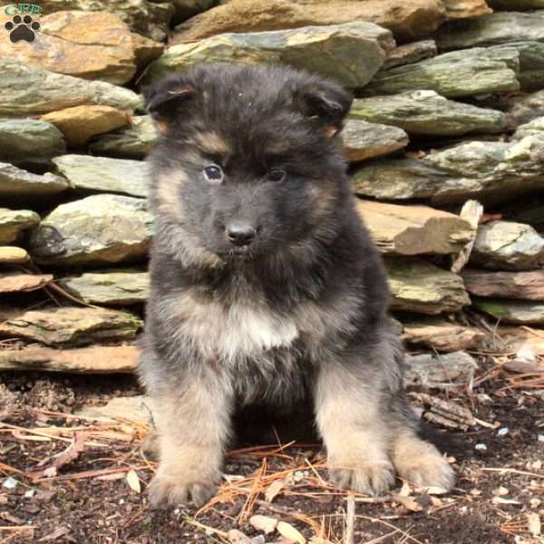 Sylvia, German Shepherd Puppy