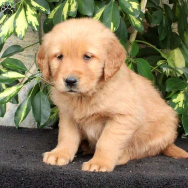 Taffy, Golden Retriever Puppy