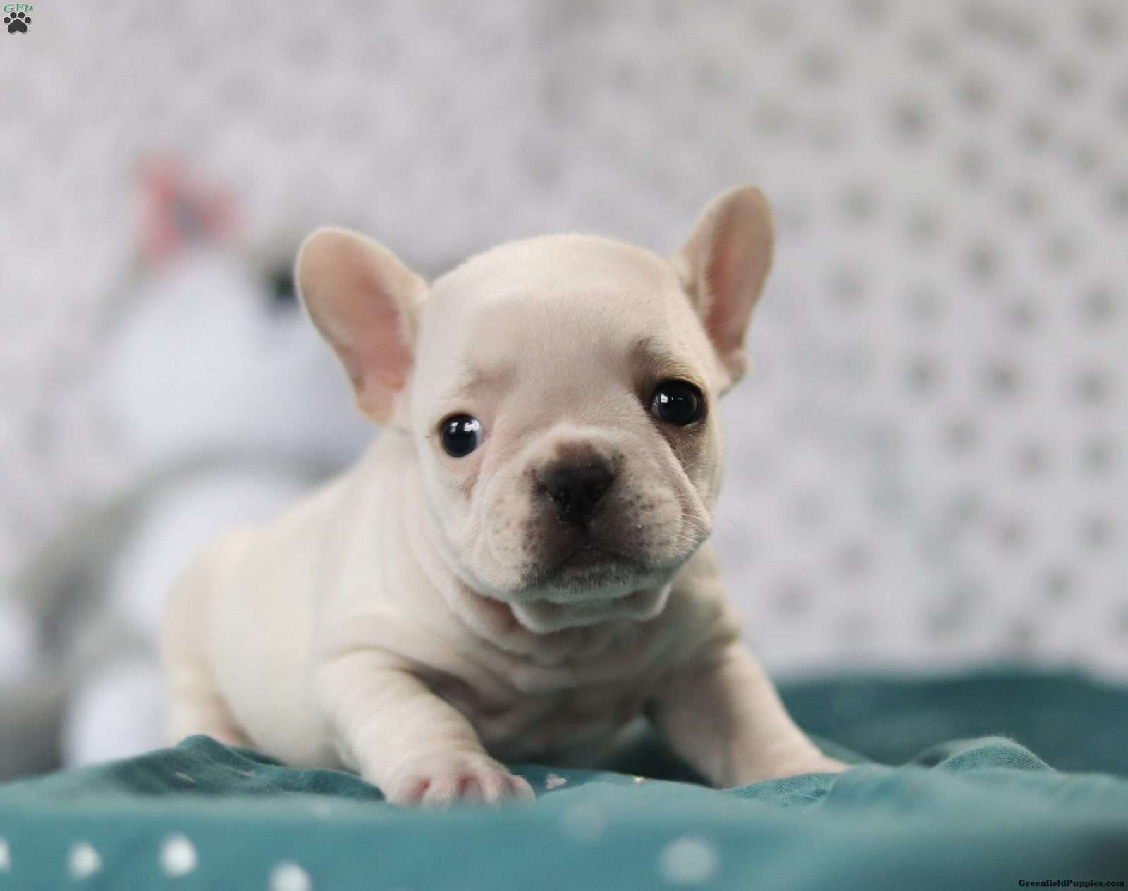 Tammie - French Bulldog Puppy For Sale in Ohio