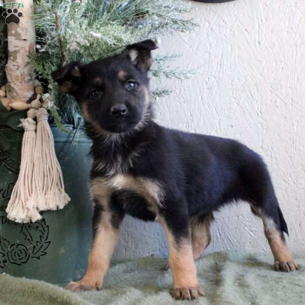 Taryn, German Shepherd Puppy