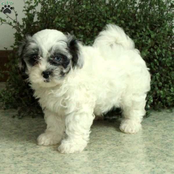 Tasha, Miniature Poodle Mix Puppy