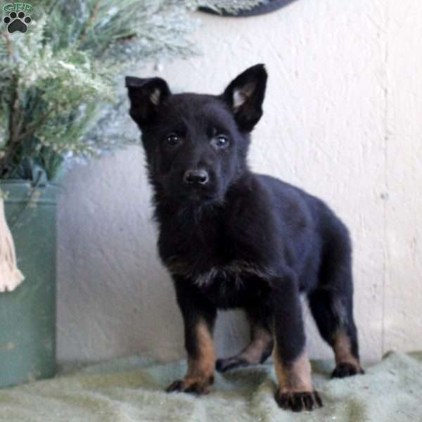 Tate, German Shepherd Puppy
