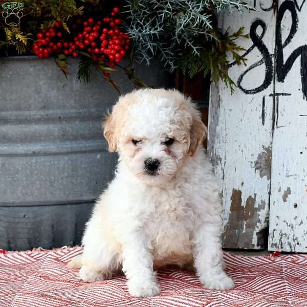 Taylor, Miniature Poodle Puppy