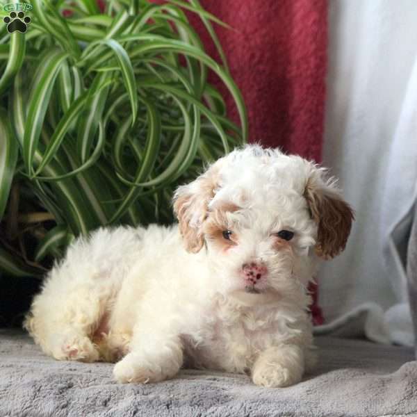 Tazzi, Miniature Poodle Puppy