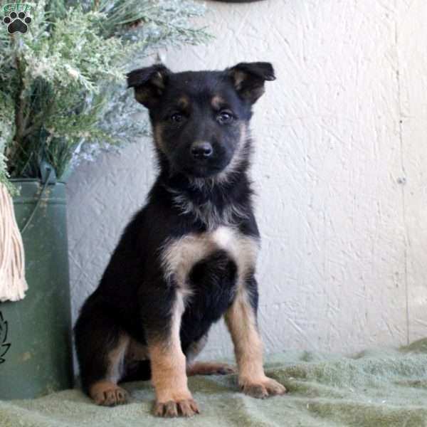 Teagan, German Shepherd Puppy