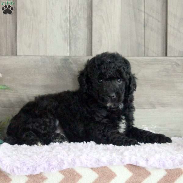 Teddy, Miniature Poodle Puppy
