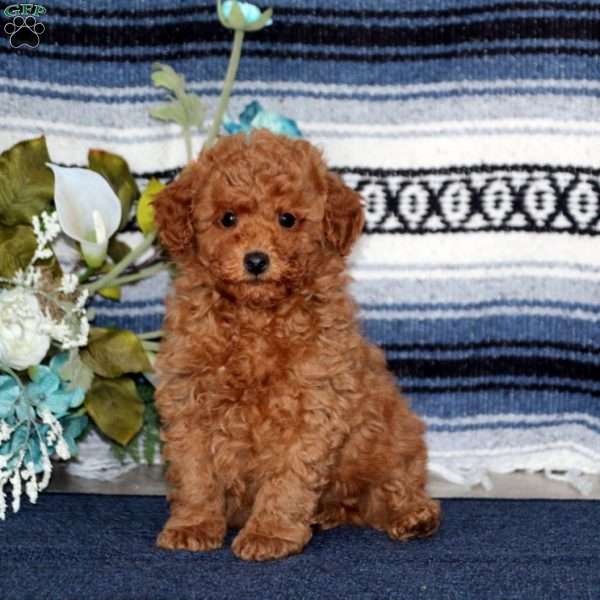 Teddy, Miniature Poodle Puppy