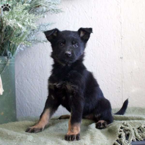 Tessie, German Shepherd Puppy