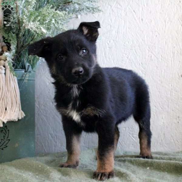 Theo, German Shepherd Puppy