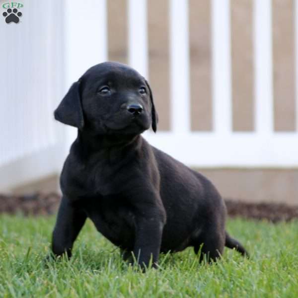 Tiffany, Black Labrador Retriever Puppy
