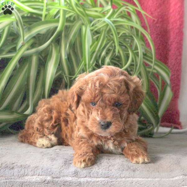 Tilly, Miniature Poodle Puppy