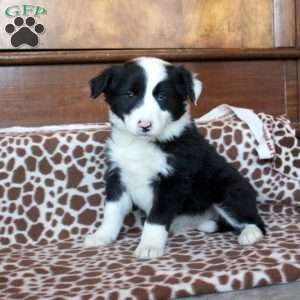 Akc border hot sale collie puppies