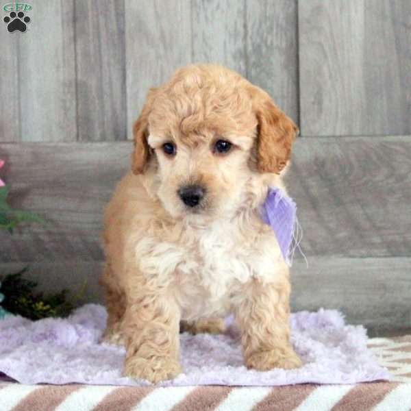 Timothy, Miniature Poodle Puppy