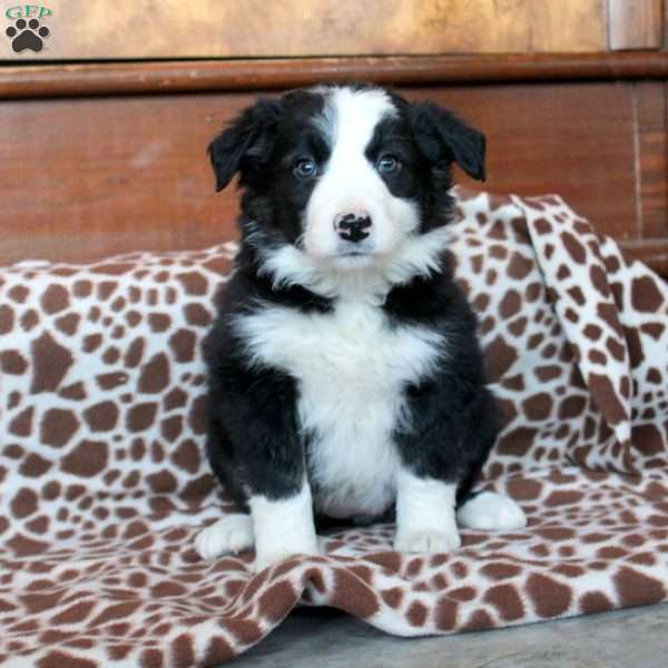 Tina, Border Collie Puppy