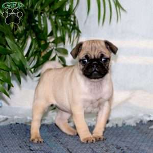 Pug puppies for sale tennessee cheap