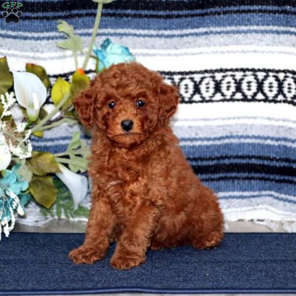 Tinker, Miniature Poodle Puppy