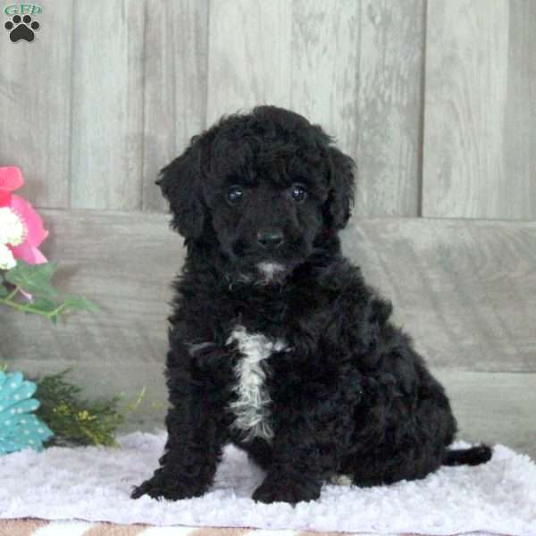Titus, Miniature Poodle Puppy