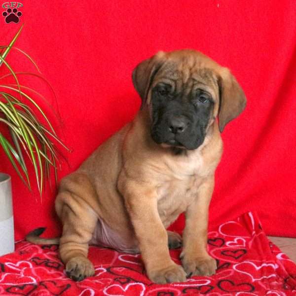 Titus, English Mastiff Puppy