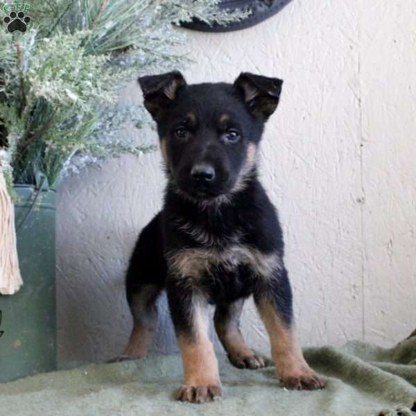 Titus, German Shepherd Puppy