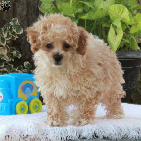 Toby, Toy Poodle Puppy