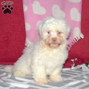 Toby, Shih-Poo Puppy
