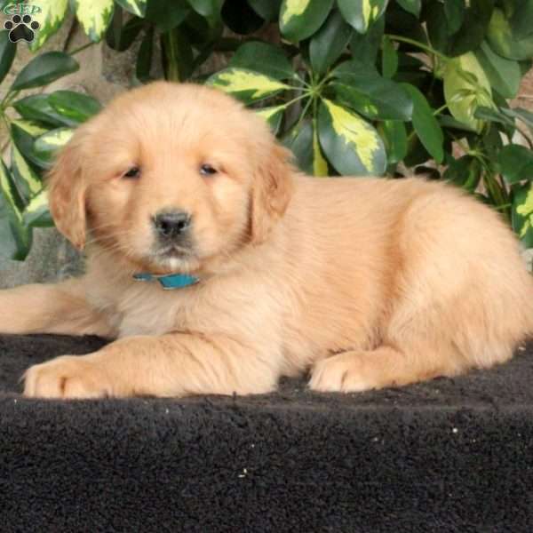 Todd, Golden Retriever Puppy