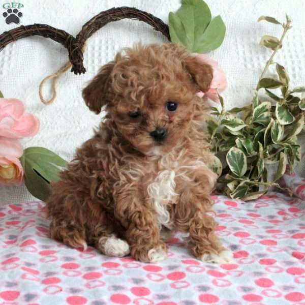 Todd, Toy Poodle Puppy