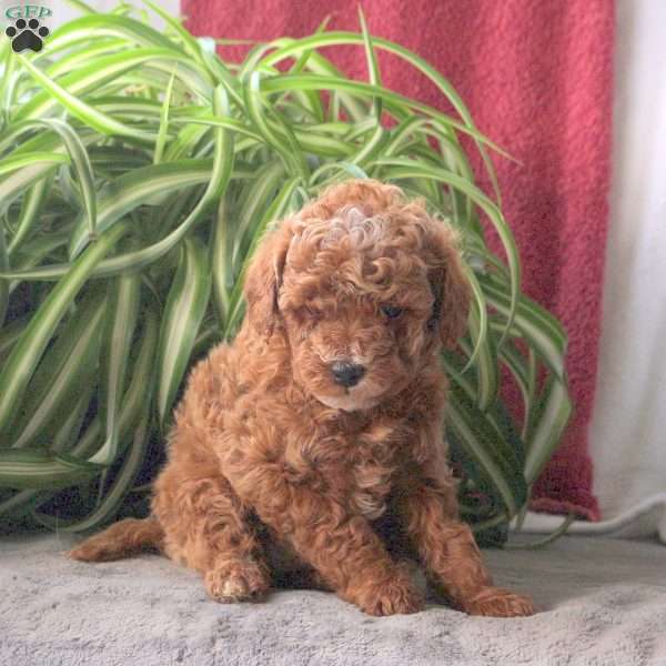 Toffee, Miniature Poodle Puppy
