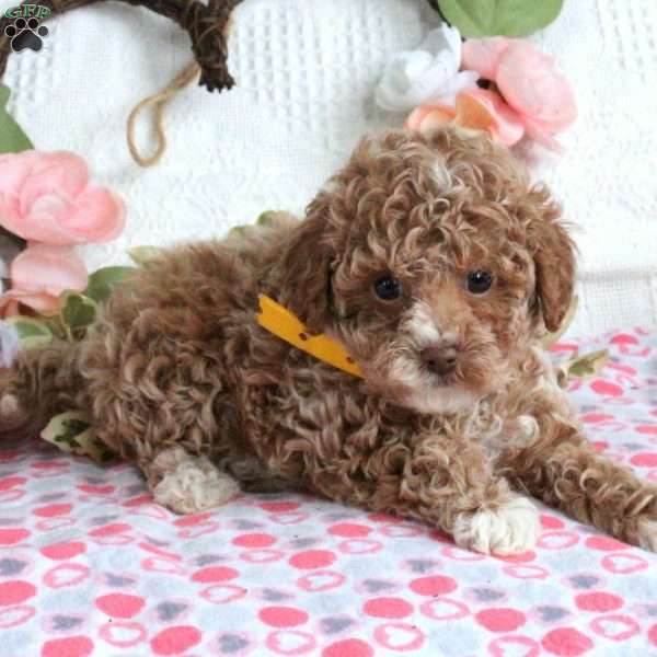 Tommy, Toy Poodle Puppy