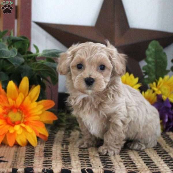 Tommy, Maltipoo Puppy