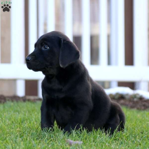 Tonya, Black Labrador Retriever Puppy