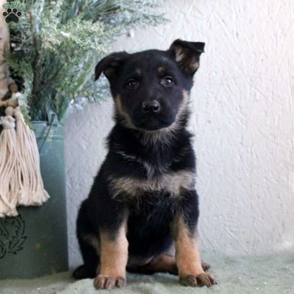 Tonya, German Shepherd Puppy